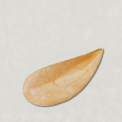 Midye biçimli tartlet 80 mm-orta